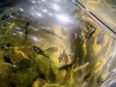 -北京龙庆四季香农家饭庄·灶台鱼·碳烤虹鳟鱼(龙庆峡店)