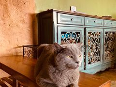 -猫猫幼稚园·撸猫·桌游·电玩