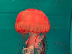 -多彩贵州城极地海洋世界