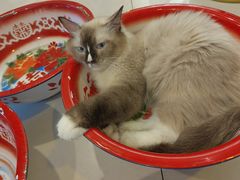 -平行世界·猫咖(首经贸店)