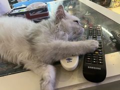 -猫大福·Fortune Cat猫舍(百子湾店)