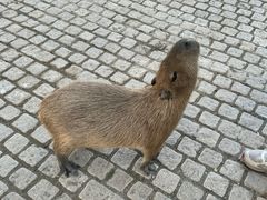 -上海野生动物园