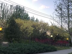 -大望京公园