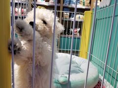 -龟与熊猫宠物公园(南坪店)