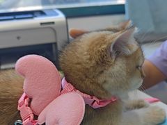 -瑞派·关忠动物医院·猫专科·犬专科(三环新城店)