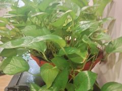 -领享养生会所·采耳·SPA按摩(厦门吕厝店)