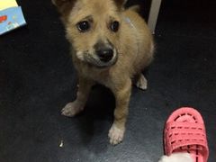 -CoCo都可(十全东店)