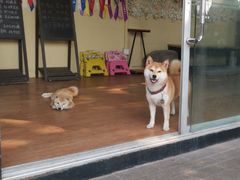 -柴犬高等学院·狗咖·柴犬售卖·宠物训练