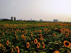 -汉长安城未央宫国家考古遗址公园