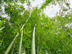 -深圳仙湖植物园