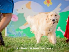 -趣玩宠物乐园寄养训犬训狗游泳池