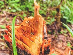 -终南山国家森林公园