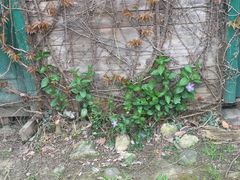 -白塘生态植物园