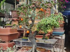 -桂林市花鸟市场