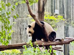 -成都大熊猫繁育研究基地