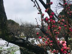 -香雪海
