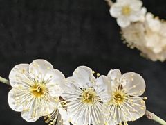-石家庄市植物园