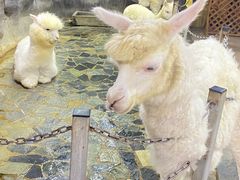 -上海大自然野生昆虫馆(东方明珠·爬宠昆虫探索中心)
