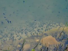 -白鹭湾湿地公园