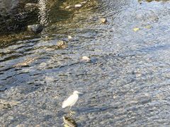 -杨柳河(地铁站)