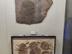 -辽宁古生物博物馆