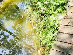 -合肥滨湖国家森林公园