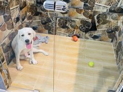 -宠物之家Pets Home 宠物寄养酒店