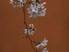 -龙华寺