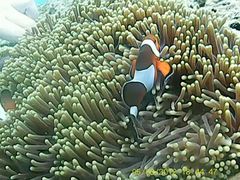 -班拉雅潜水度假村