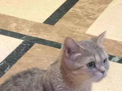 -猫色咖啡·猫咖