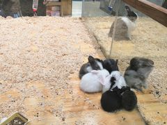 -龟与熊猫宠物公园(南坪店)
