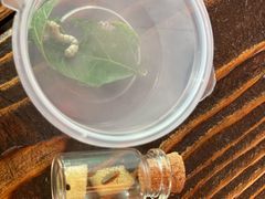 -上海大自然野生昆虫馆(东方明珠·爬宠昆虫探索中心)