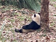 -都江堰中华大熊猫苑