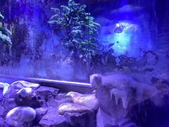 -上海海昌海洋公园-冰山北极馆