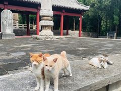 -四门塔风景区