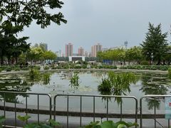 -莲花池公园