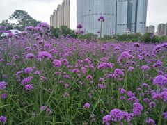 -艾溪湖湿地公园