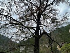 -雁南飞茶田景区