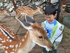 -莫尔道嘎国家森林公园