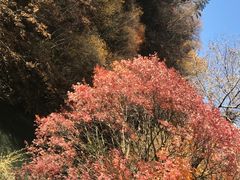 -叠溪松坪沟景区