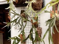 -自由生长植物工作室(深港花卉中心店)