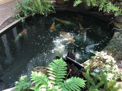 -Fern Forest Cafe