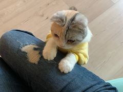 -Bastet sally猫舍购宠(静安店)