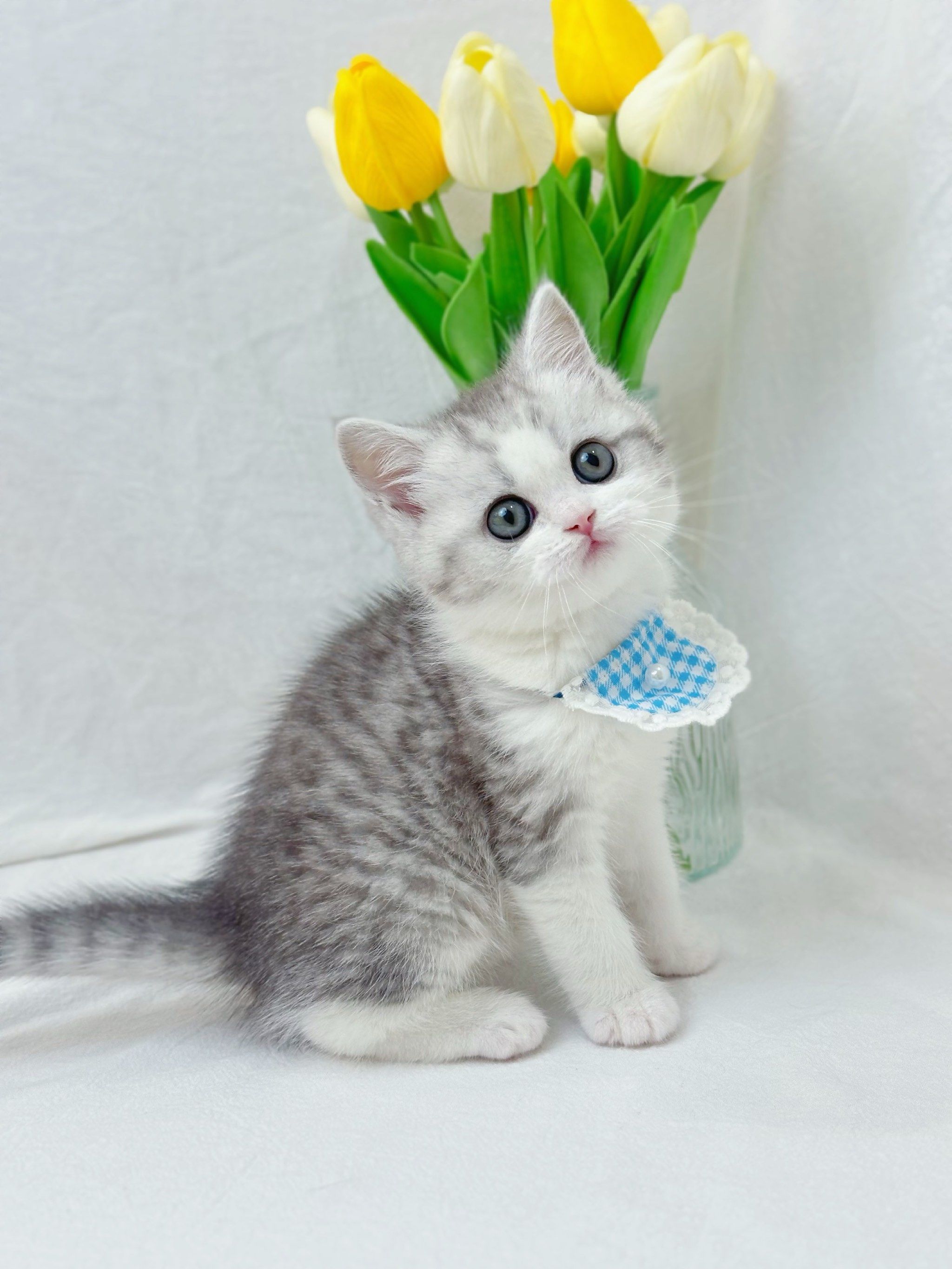 英短银白 超稀有小猫咪