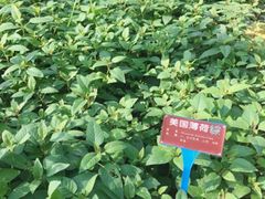-广西壮族自治区药用植物园