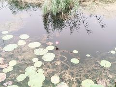 -白洋淀景区