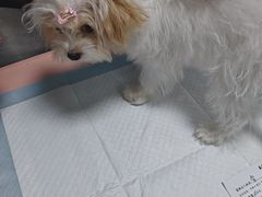 -嘉馨宠物医院·CT影像转诊·心脏科·犬猫全科诊疗中心(下沙大学城院区)