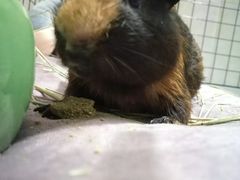 -雨林宠物医院 非犬猫异宠专科