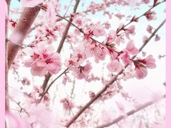 -桃花堤公园
