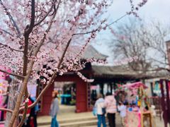 -桃花堤公园
